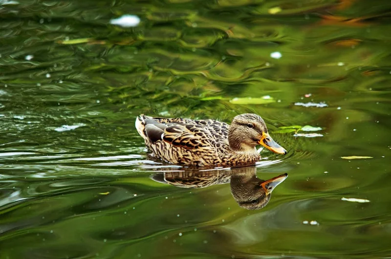 눈썹 탈색 후 색이 너무 빨리 빠지는 이유